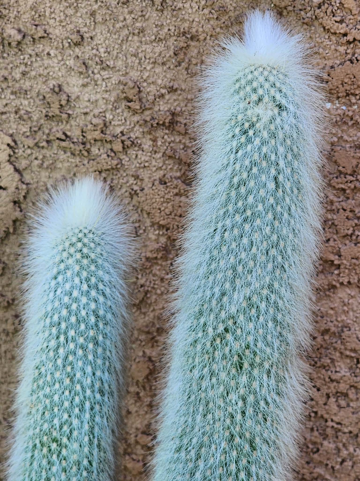 Cleistocactus strausii - 2 Arms