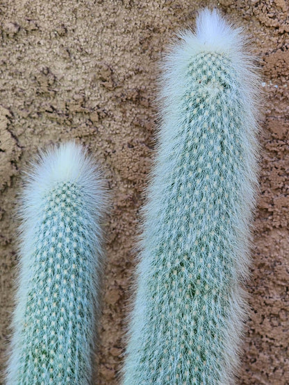 Cleistocactus strausii - 2 Arms