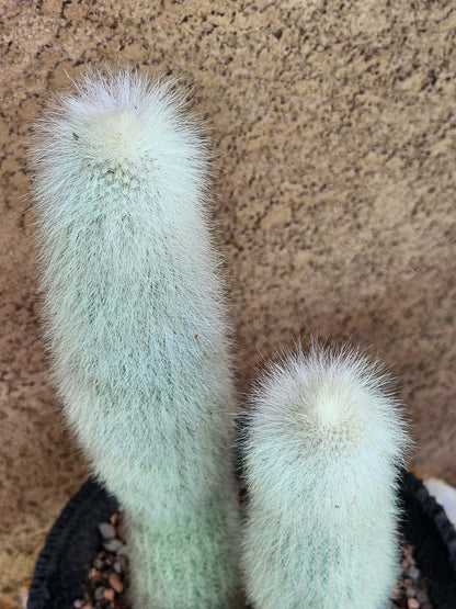 Cleistocactus strausii - 2 Arms