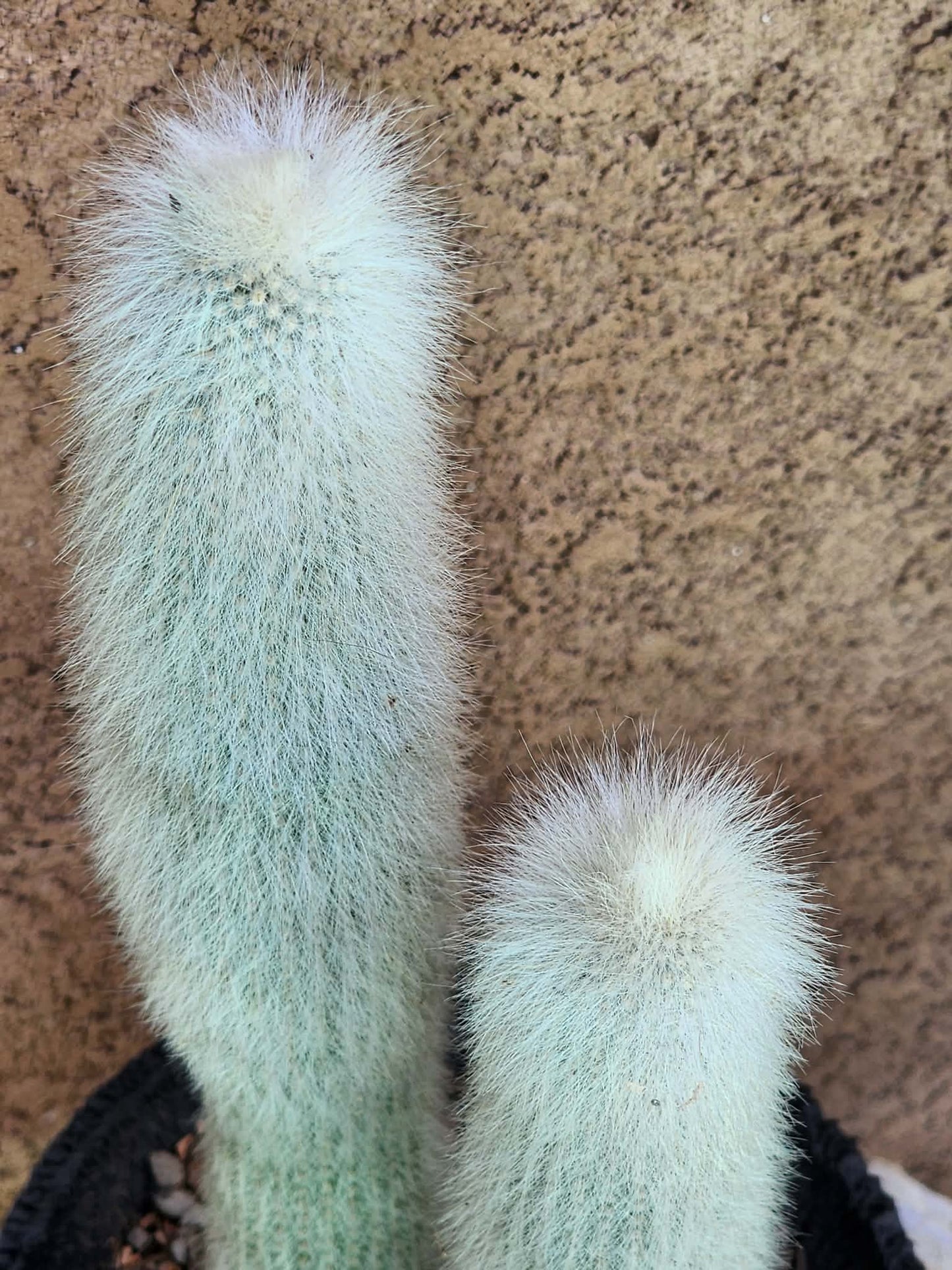 Cleistocactus strausii - 2 Arms