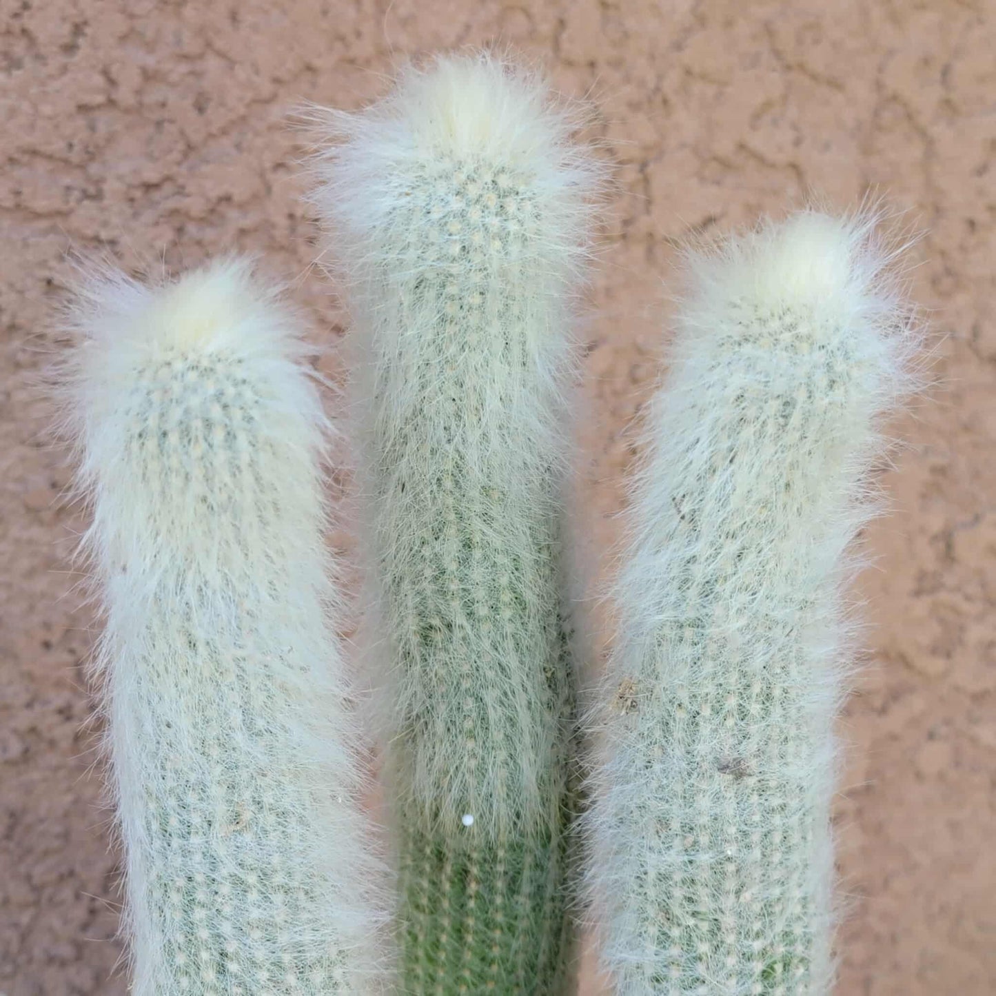 Cleistocactus strausii - 3 Arms