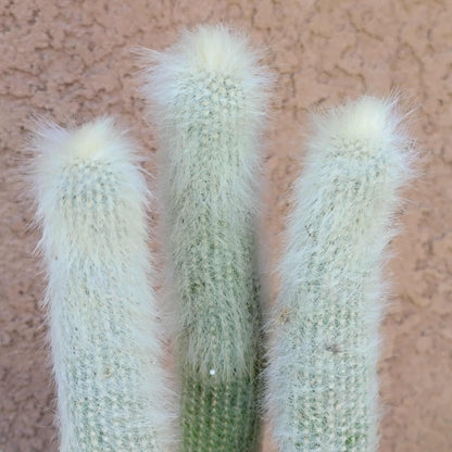 Cleistocactus strausii - 3 Arms
