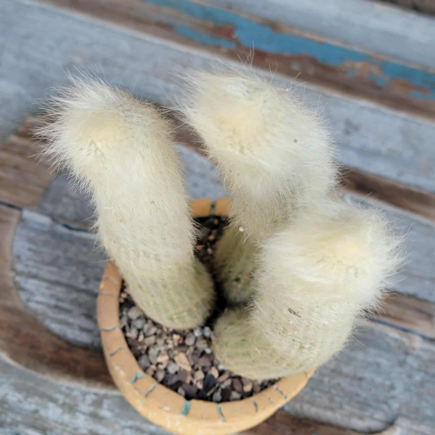Cleistocactus strausii - 3 Arms