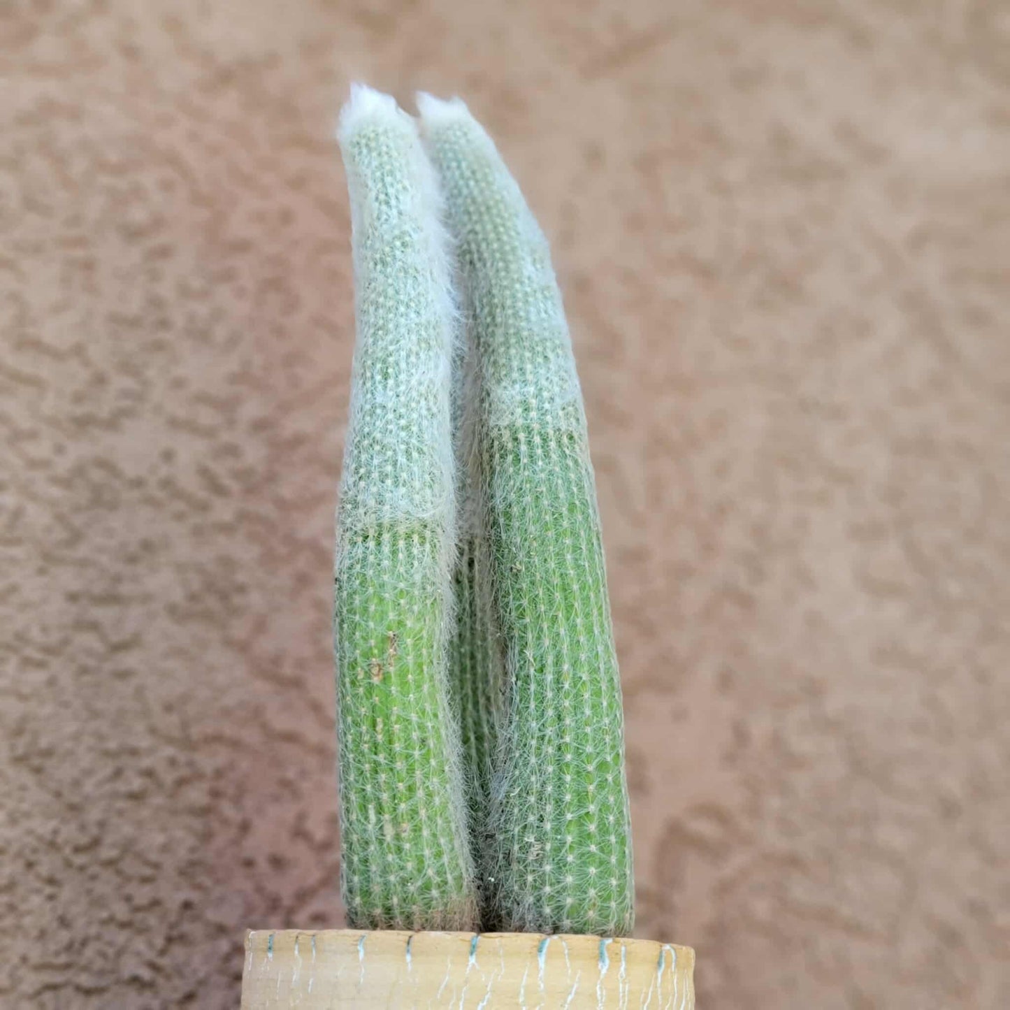 Cleistocactus strausii - 3 Arms