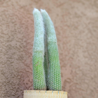 Cleistocactus strausii - 3 Arms