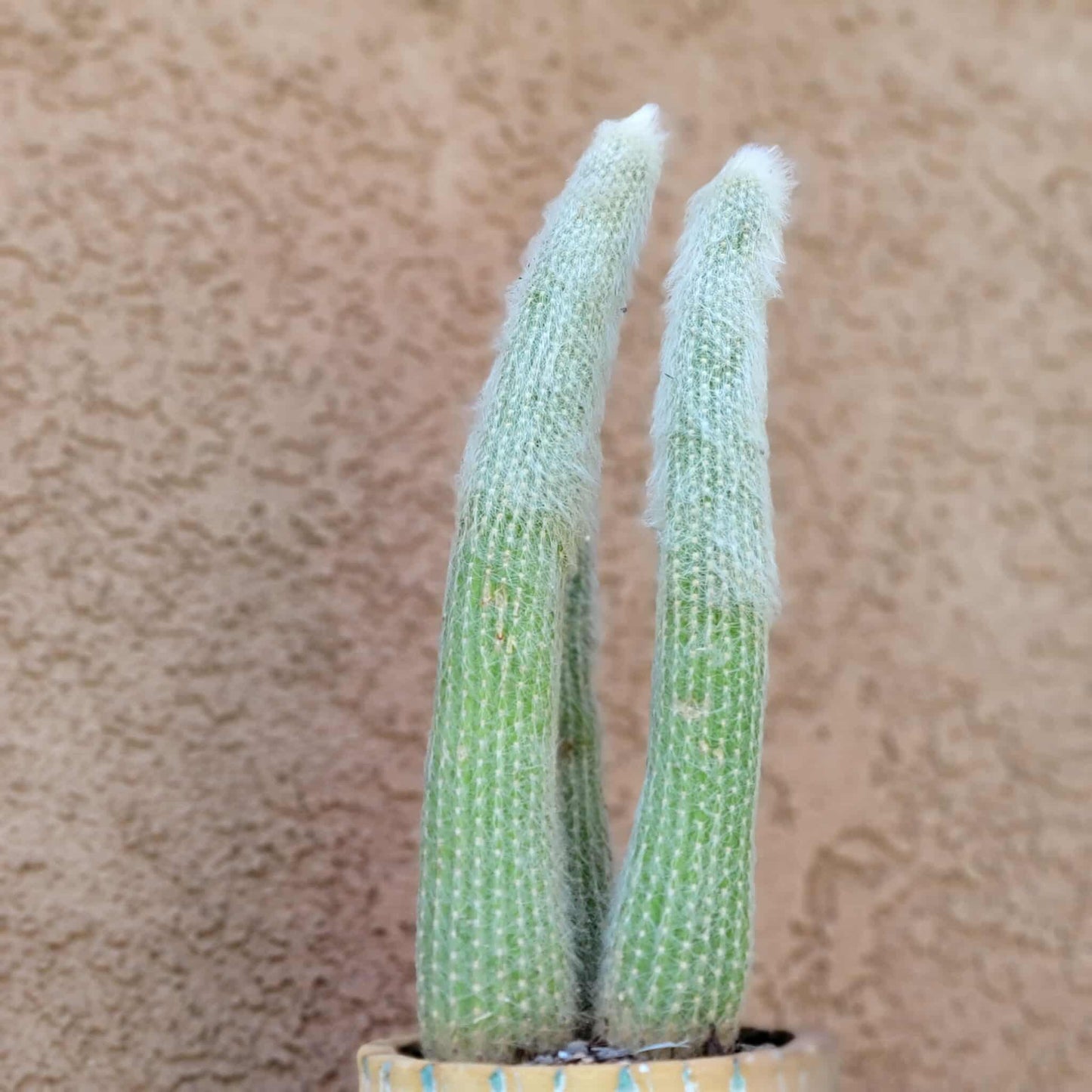 Cleistocactus strausii - 3 Arms