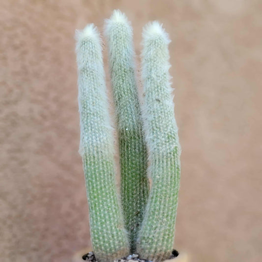 Cleistocactus strausii - 3 Arms