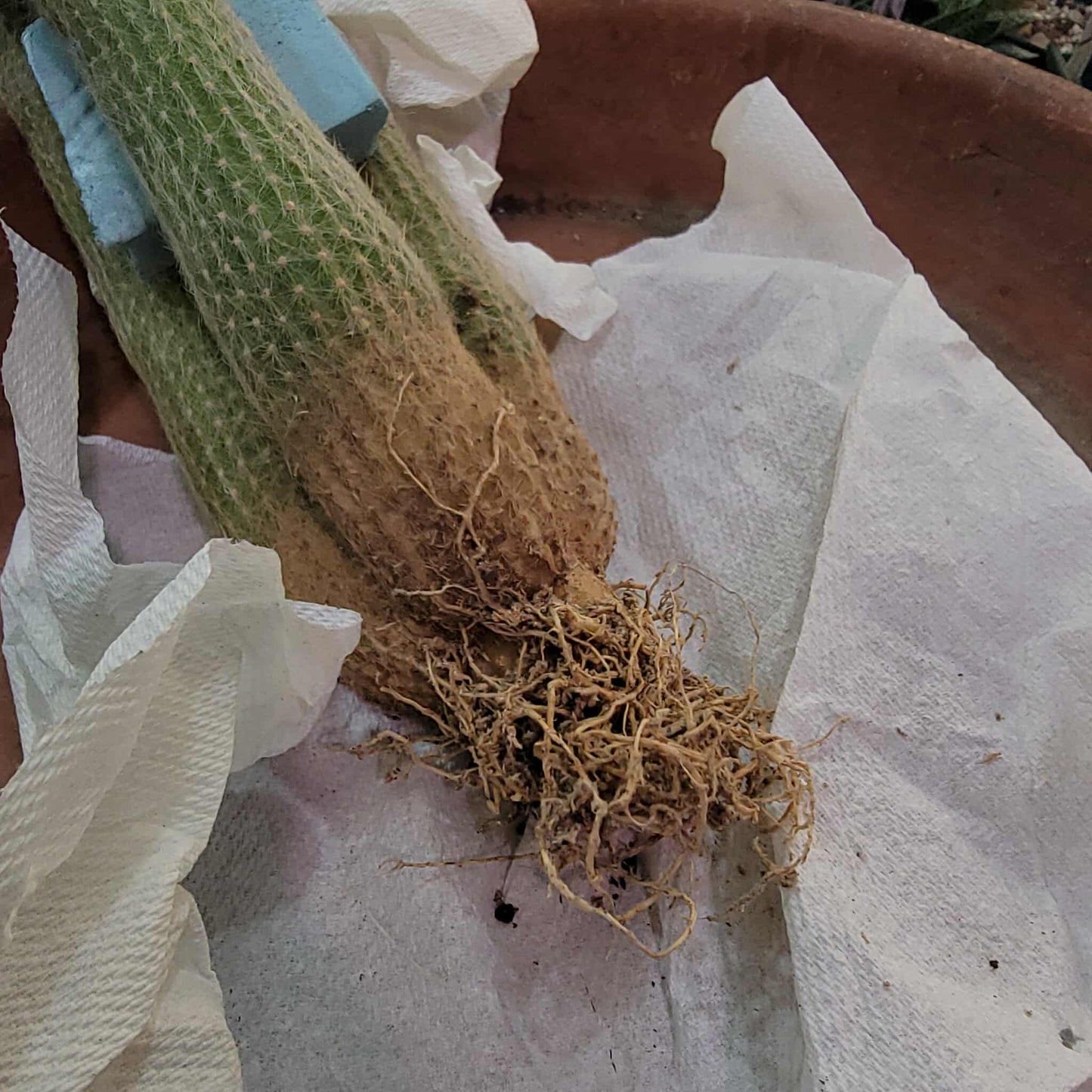 Cleistocactus strausii - 3 Arms
