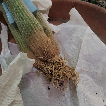 Cleistocactus strausii - 3 Arms