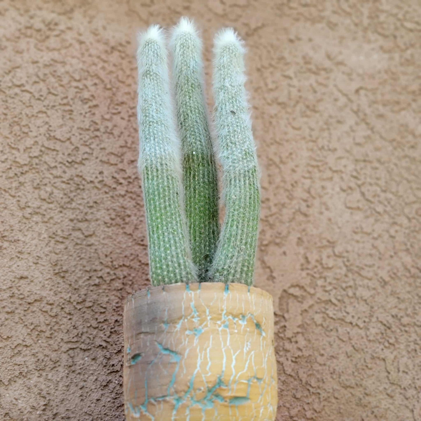 Cleistocactus strausii - 3 Arms
