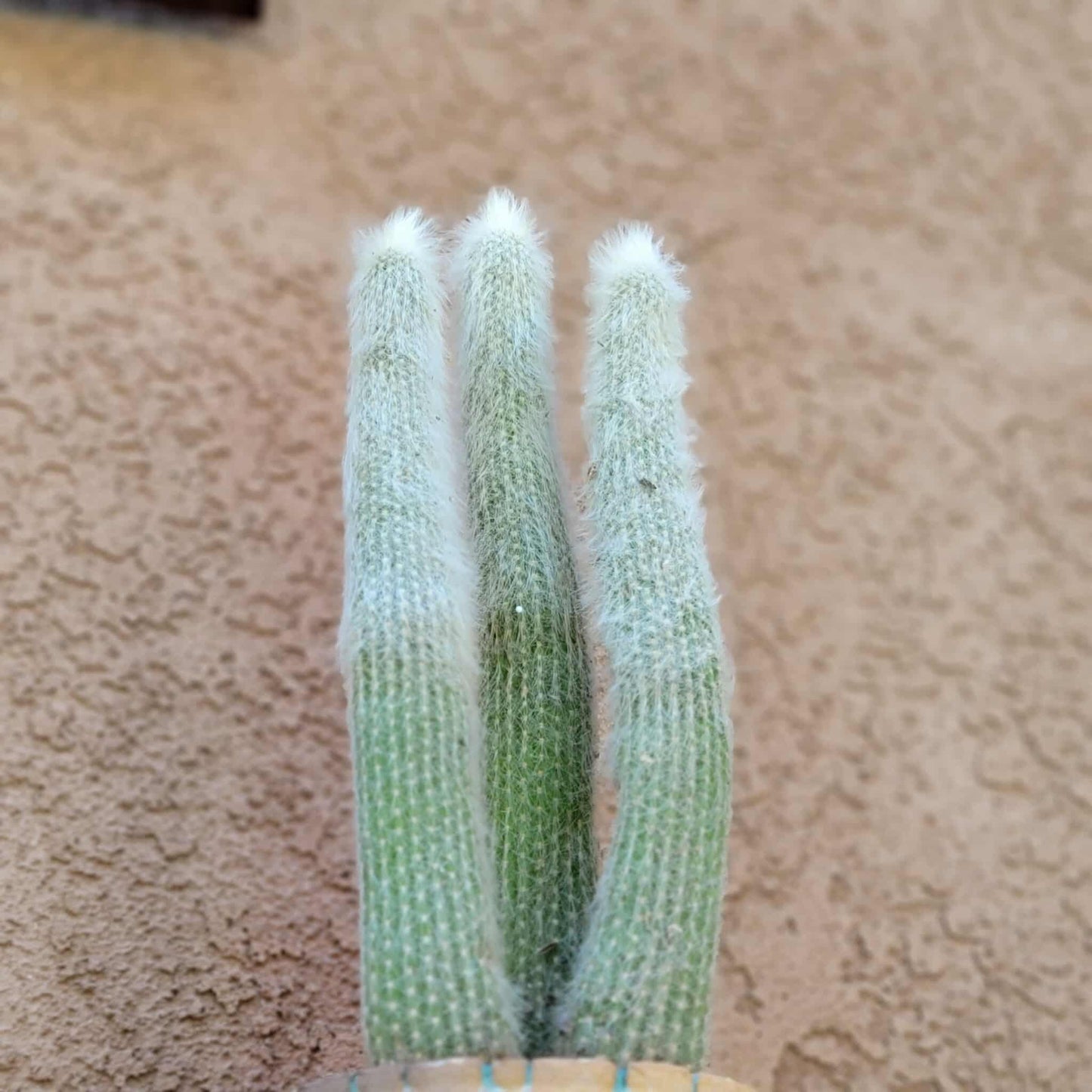 Cleistocactus strausii - 3 Arms