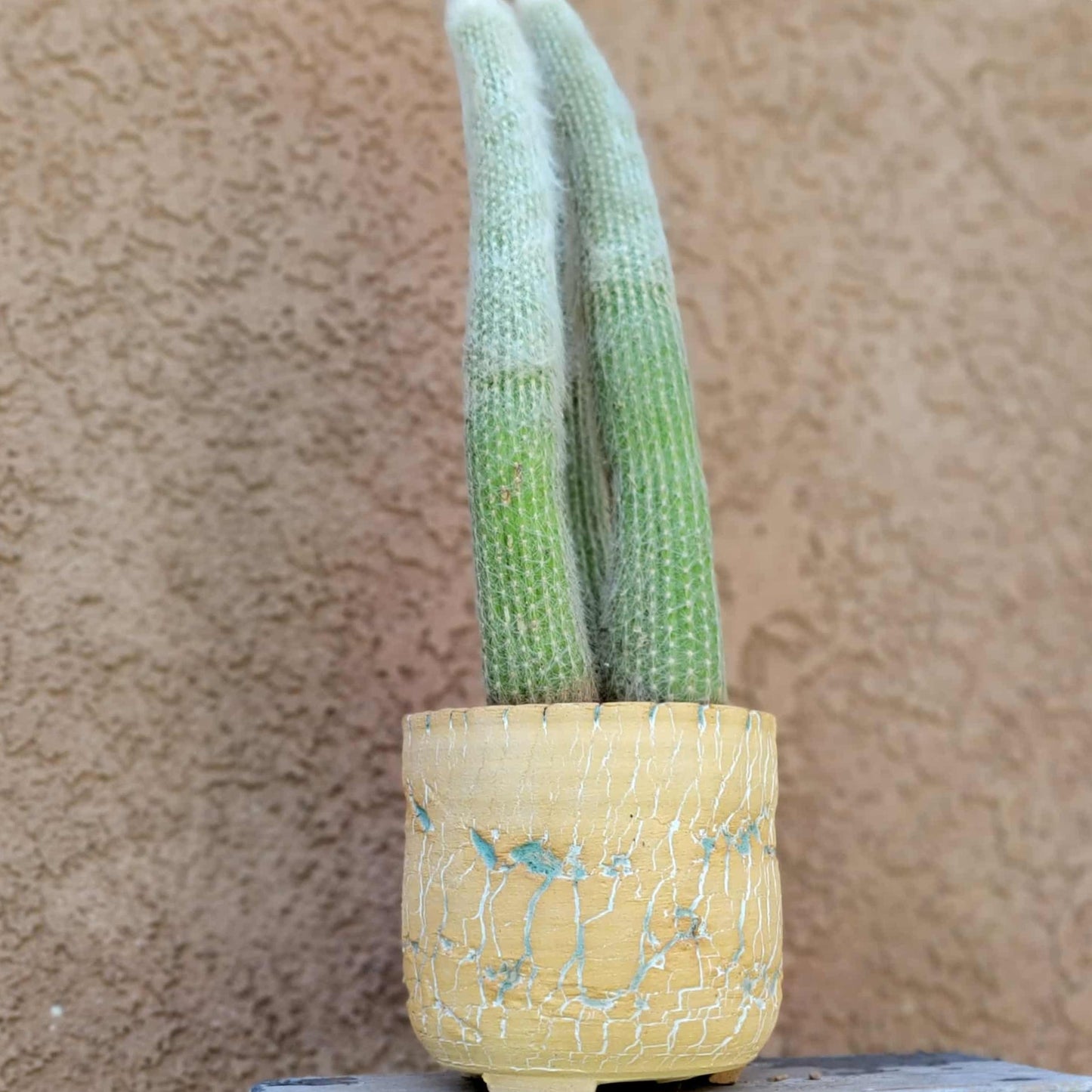 Cleistocactus strausii - 3 Arms