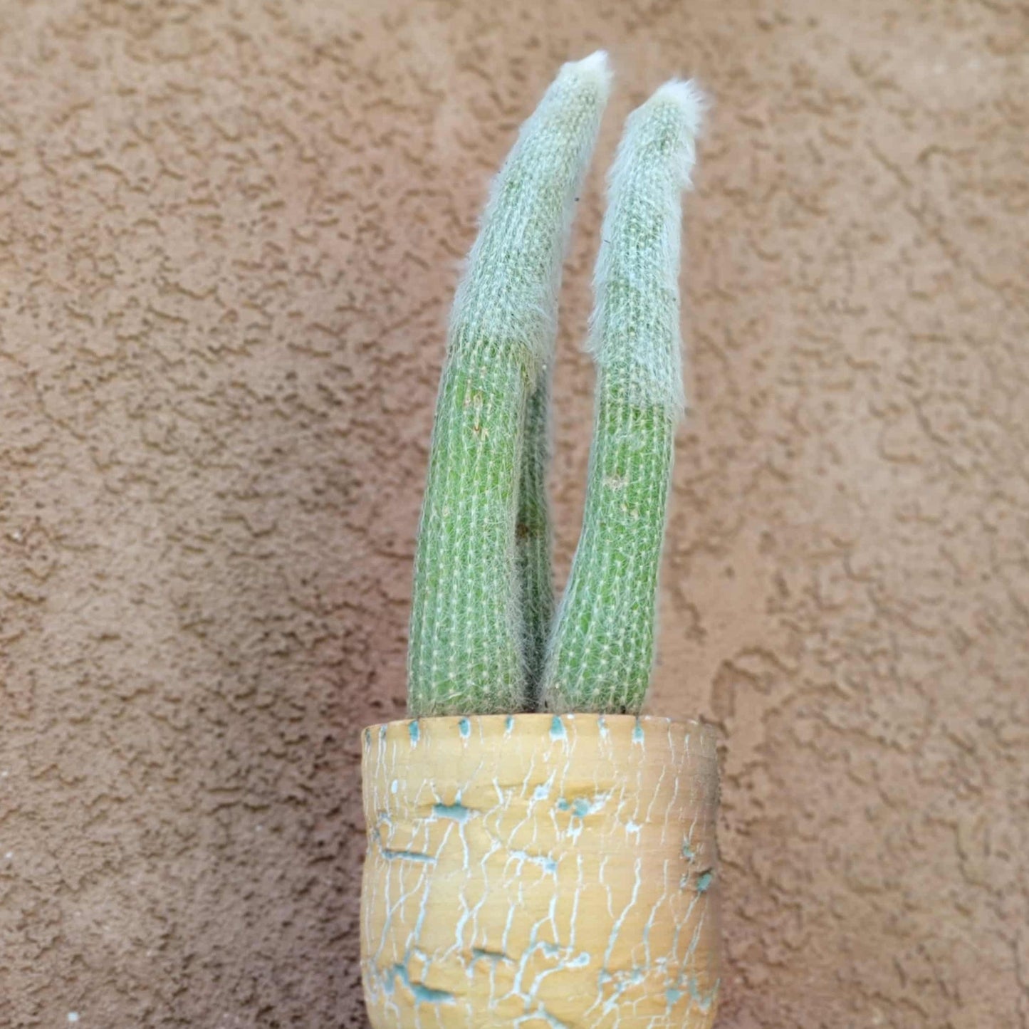 Cleistocactus strausii - 3 Arms