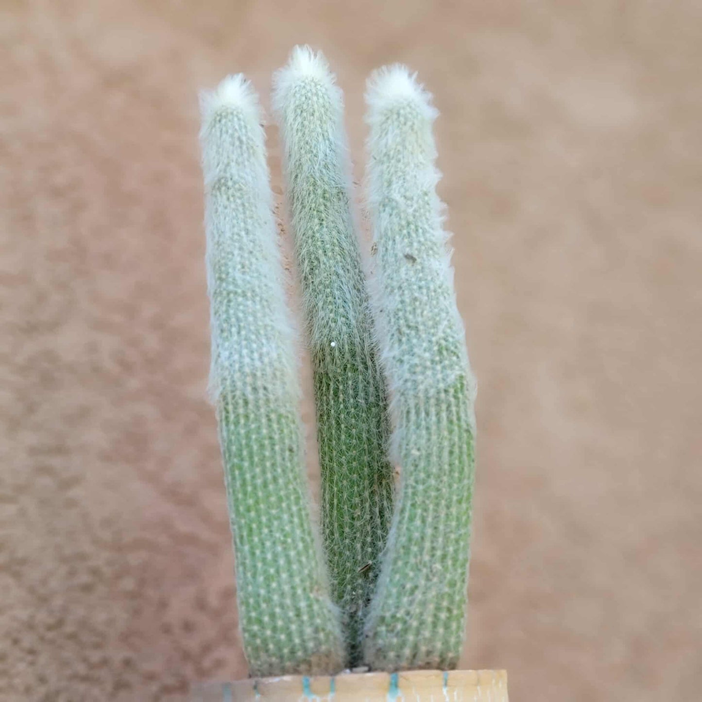 Cleistocactus strausii - 3 Arms