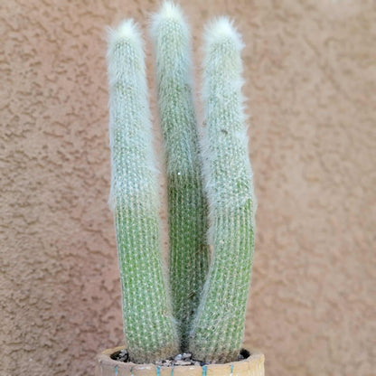 Cleistocactus strausii - 3 Arms