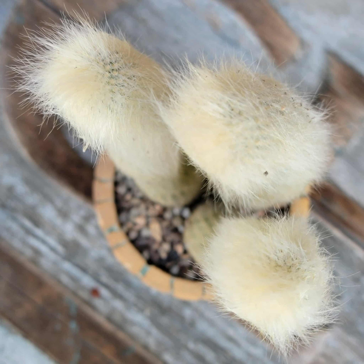 Cleistocactus strausii - 3 Arms