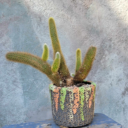 Cleistocactus winteri – Golden Rat Tail Cactus