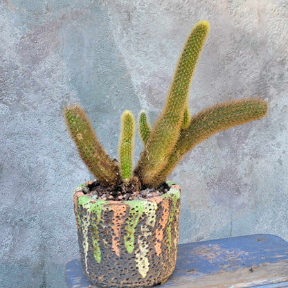 Cleistocactus winteri – Golden Rat Tail Cactus