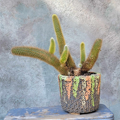 Cleistocactus winteri – Golden Rat Tail Cactus