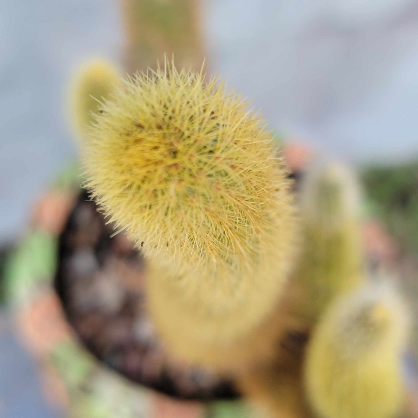 Cleistocactus winteri – Golden Rat Tail Cactus