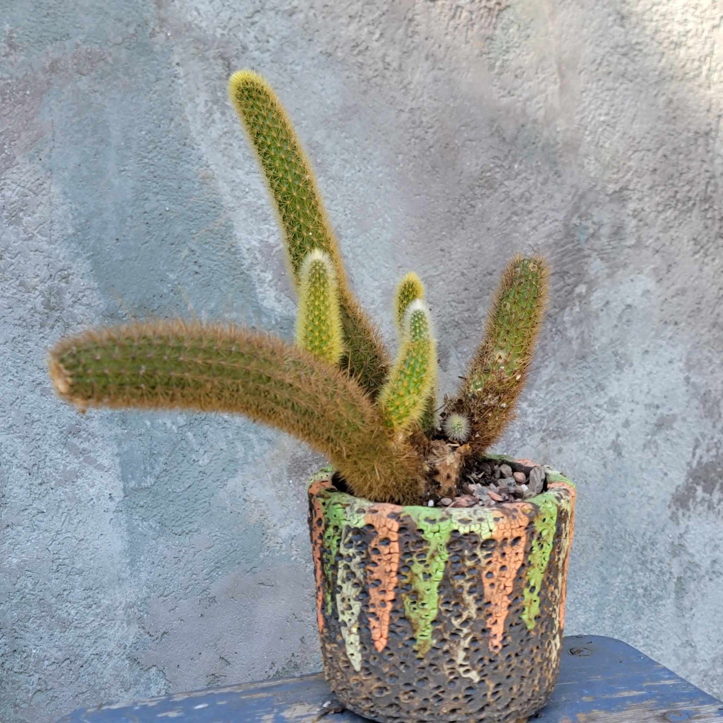 Cleistocactus winteri – Golden Rat Tail Cactus