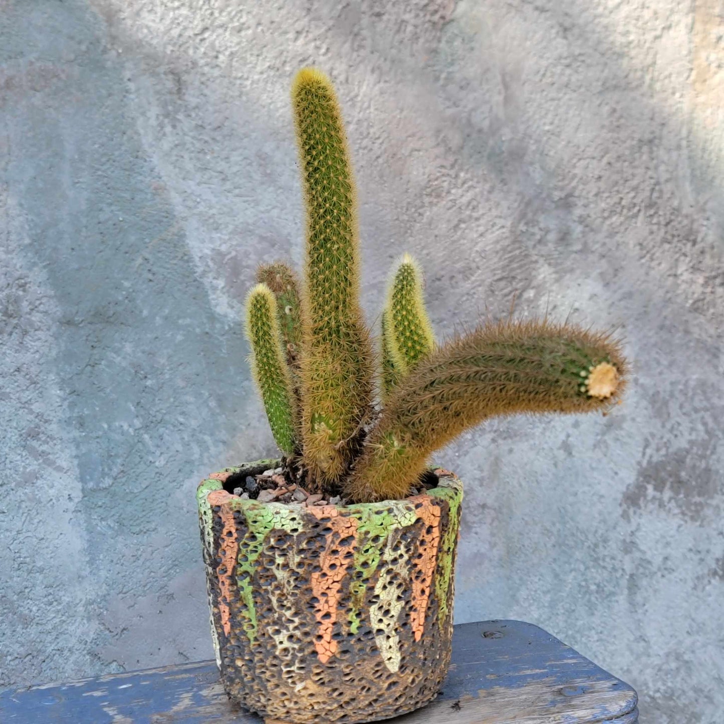 Cleistocactus winteri – Golden Rat Tail Cactus