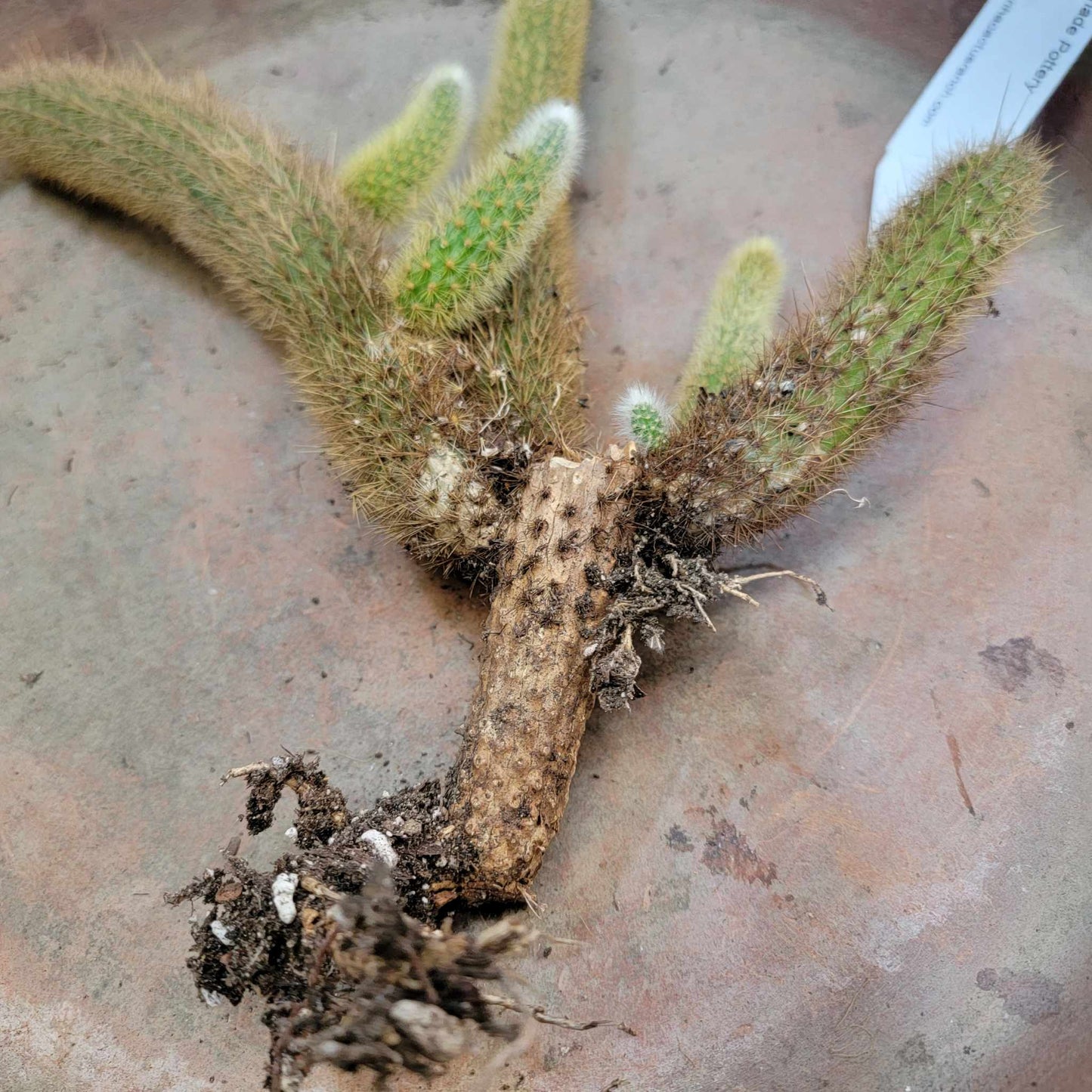 Cleistocactus winteri – Golden Rat Tail Cactus