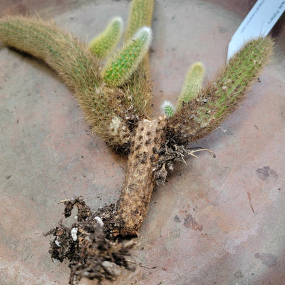 Cleistocactus winteri – Golden Rat Tail Cactus