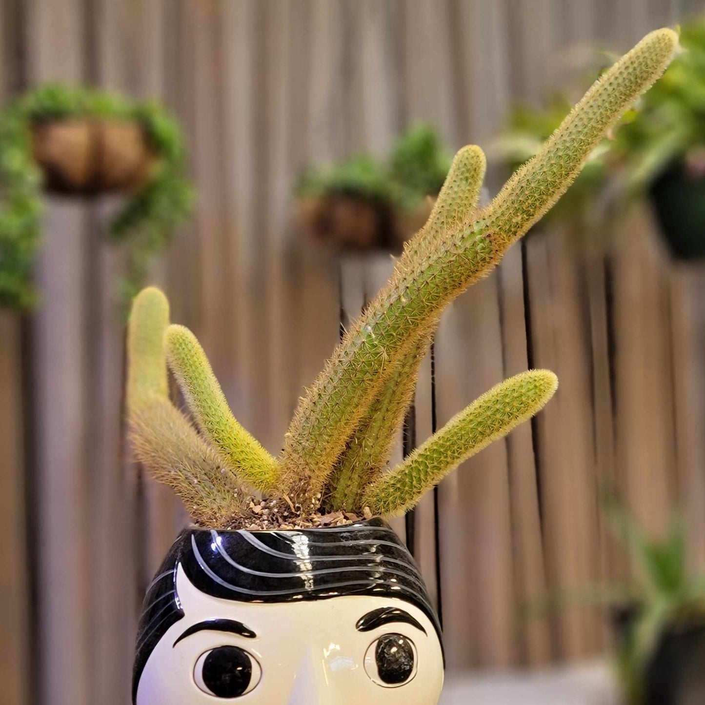 Cleistocactus winteri – Golden Rat Tail Cactus x 5