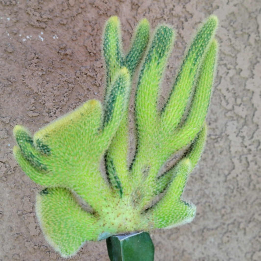 Cleistocactus winteri cristata – Crested Golden Rat Tail Cactus