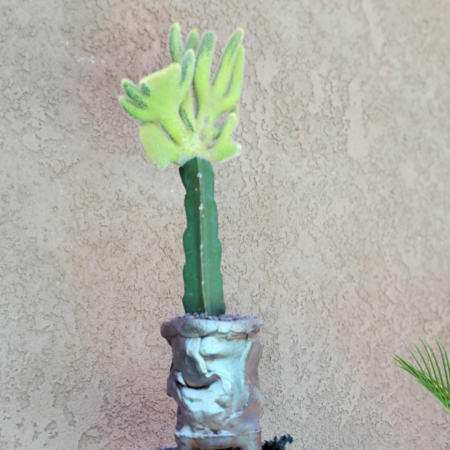Cleistocactus winteri cristata – Crested Golden Rat Tail Cactus