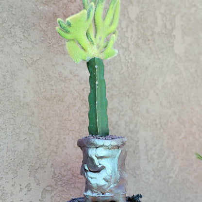 Cleistocactus winteri cristata – Crested Golden Rat Tail Cactus