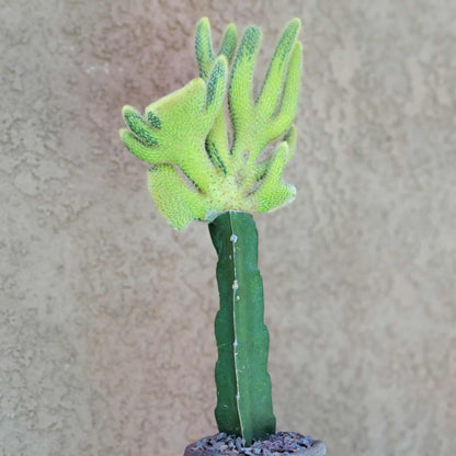 Cleistocactus winteri cristata – Crested Golden Rat Tail Cactus