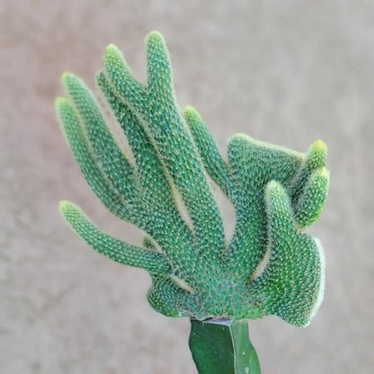 Cleistocactus winteri cristata – Crested Golden Rat Tail Cactus