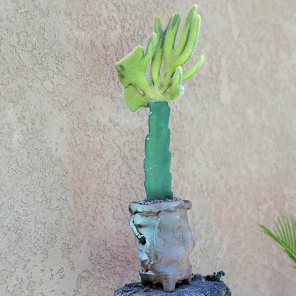 Cleistocactus winteri cristata – Crested Golden Rat Tail Cactus