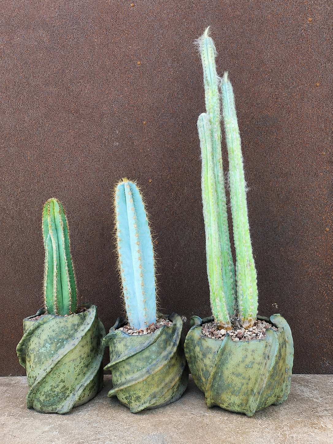 Collector's Trio No. 1 — Three Blue Beauties - The Pilosocereus Ensemble
