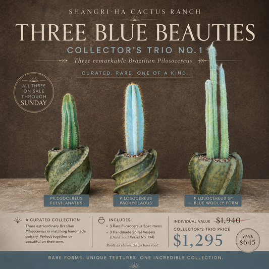 Collector's Trio No. 1 — Three Blue Beauties - The Pilosocereus Ensemble