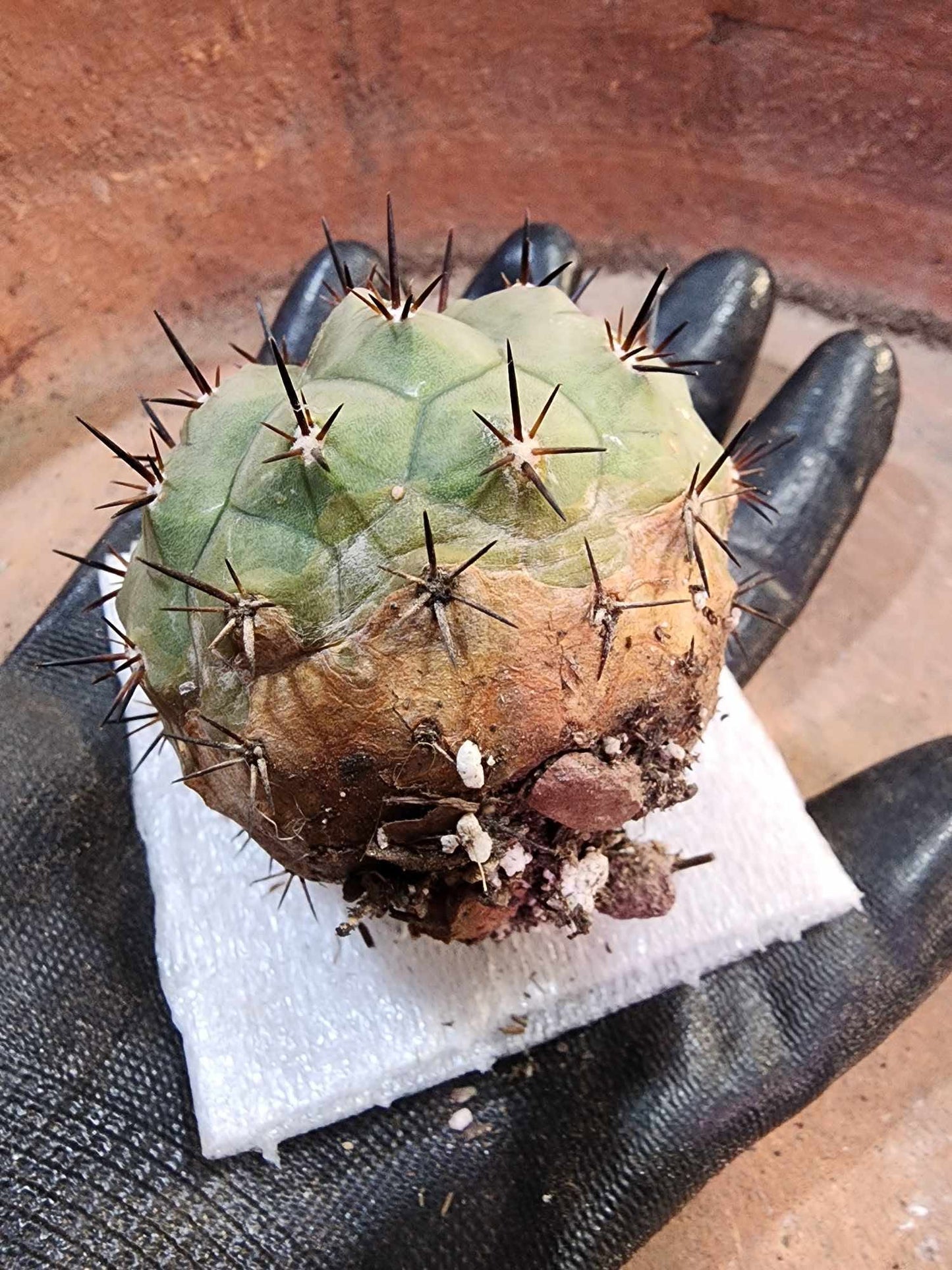 Copiapoa cinerea