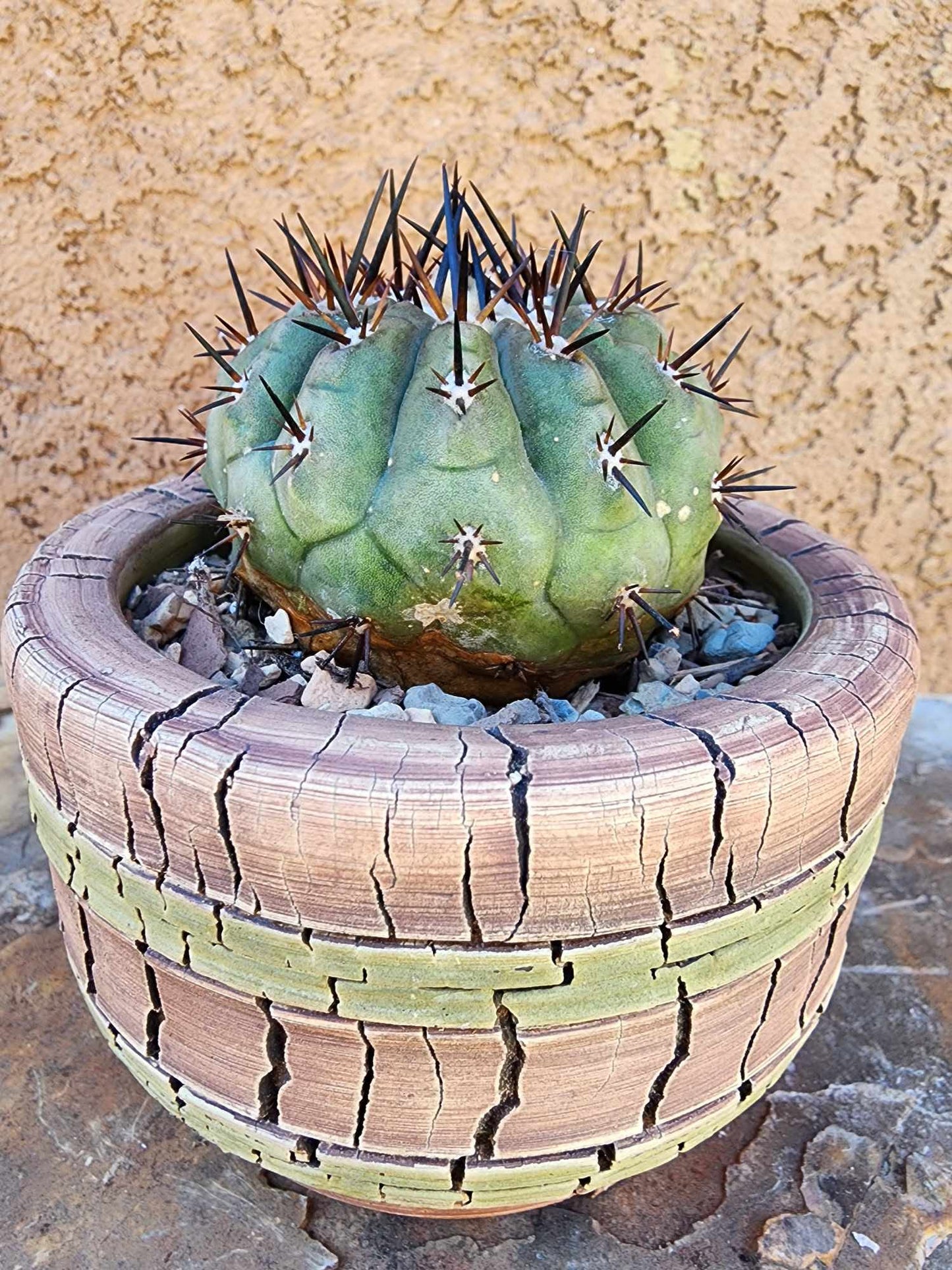 Copiapoa cinerea