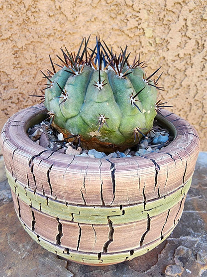 Copiapoa cinerea