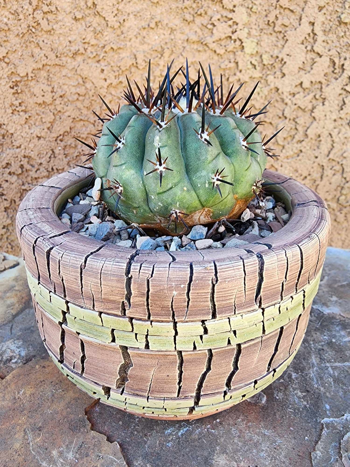 Copiapoa cinerea
