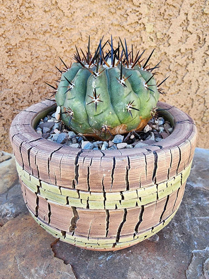 Copiapoa cinerea