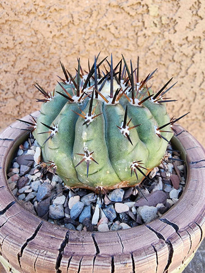 Copiapoa cinerea