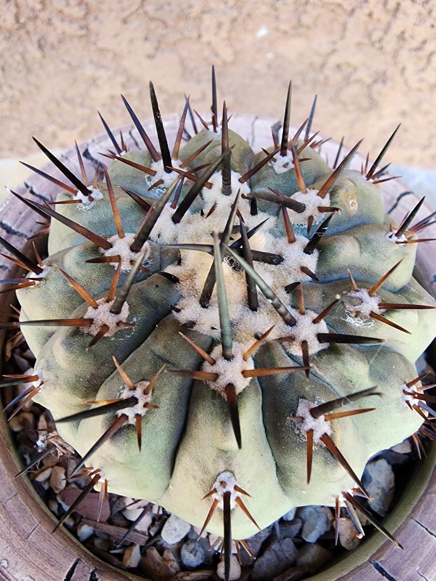 Copiapoa cinerea
