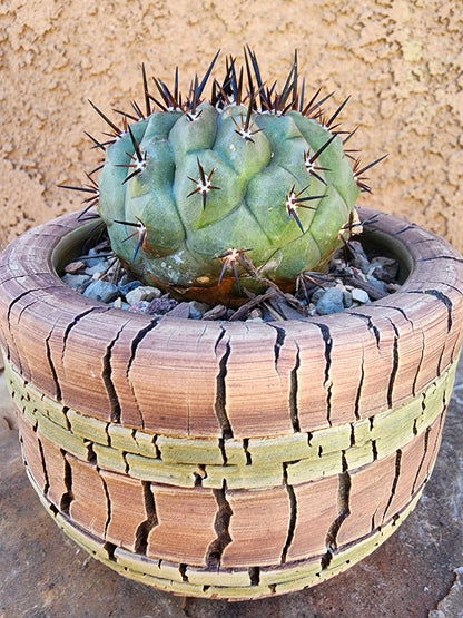 Copiapoa cinerea