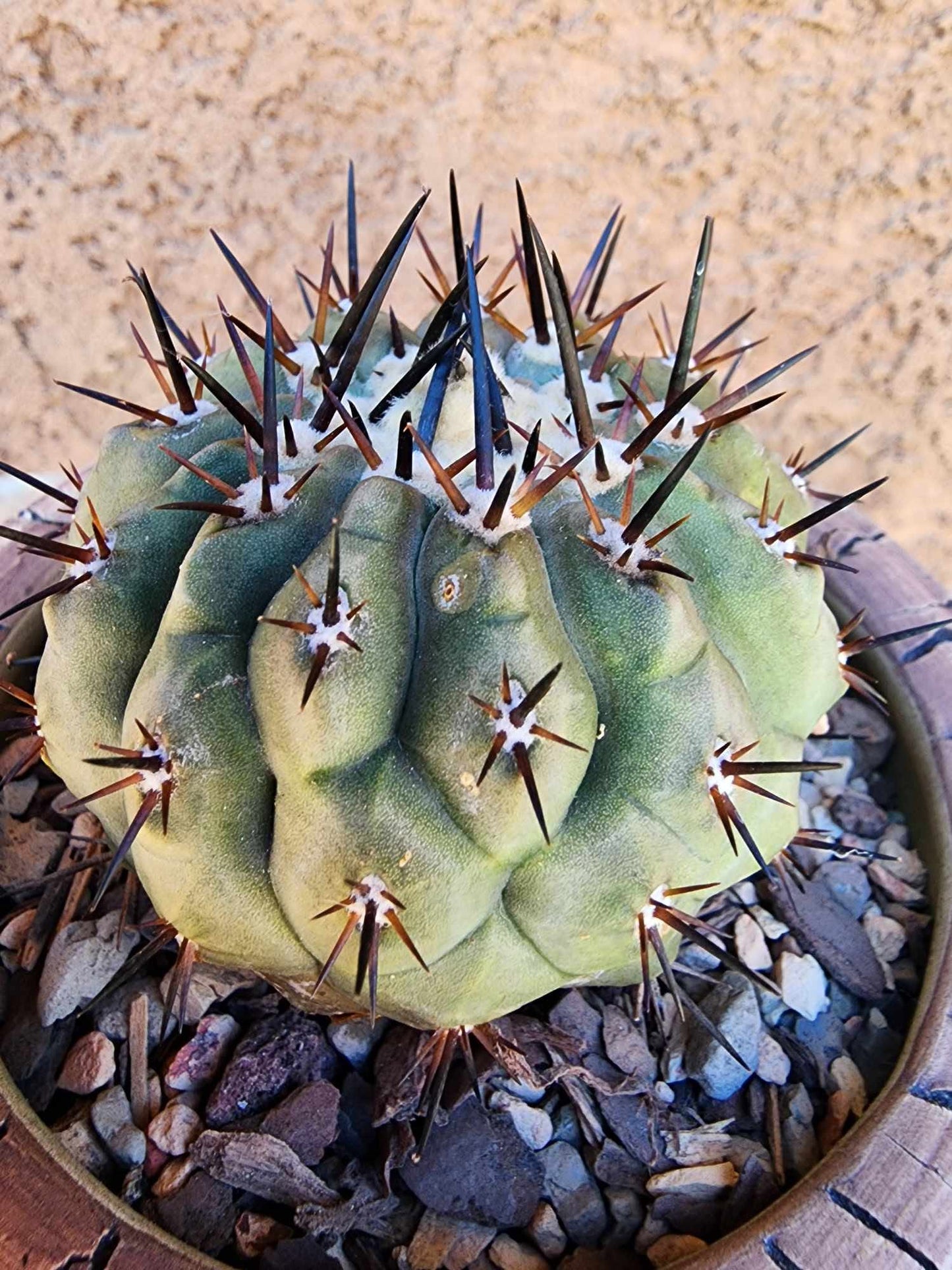 Copiapoa cinerea