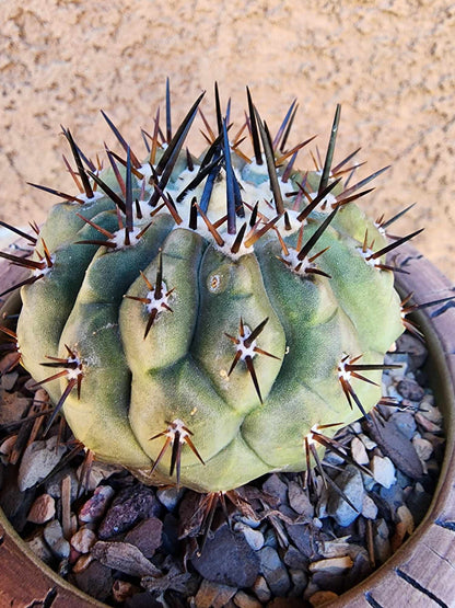 Copiapoa cinerea