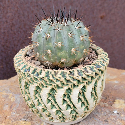Copiapoa cinerea