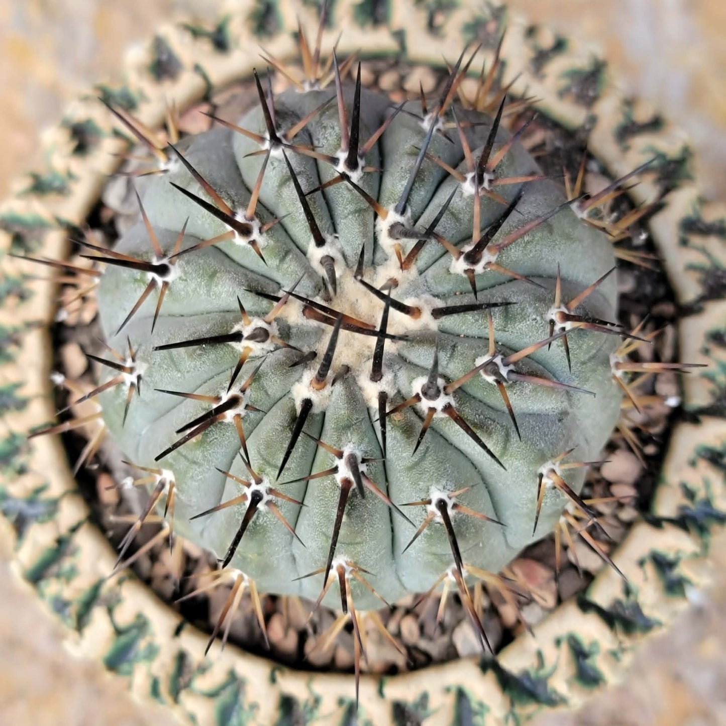 Copiapoa cinerea