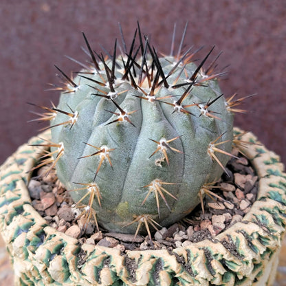 Copiapoa cinerea